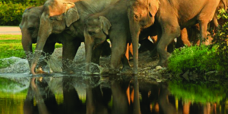 Plea to defer resuming parks, zoos, sanctuaries for natural rejuvenation of biodiversity