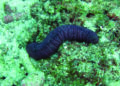 TN Marine police stumble upon sea cucumbers being smuggled to Lanka