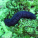 TN Marine police stumble upon sea cucumbers being smuggled to Lanka