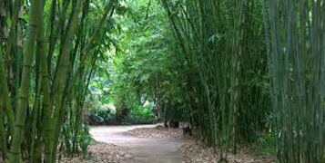 Tomar launches 22 bamboo clusters in 9 states, National Bamboo Mission logo
