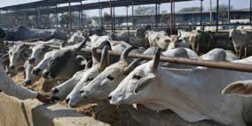 Hester acquires ICAR-IVRI tech to develop brucella vaccine for cattle