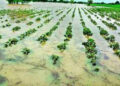 Gujarat govt announces Rs 3.7k cr package for crop damage due to August rains