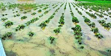 Gujarat govt to survey crop loss due to rains; compensate farmers as per SDRF
