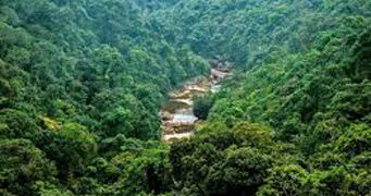 Tree cover in Gujarat shrank but forest cover increased between 2006 and 2017: CAG