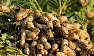 Gujarat govt to purchase groundnut at Rs 1,055 MSP from Oct 21