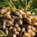 Gujarat govt to purchase groundnut at Rs 1,055 MSP from Oct 21