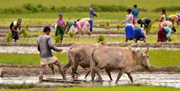 Kharif sowing touches new record at 1,095.38 lakh hectare: Govt