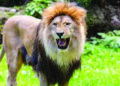 Boy mauled to death in Visavadar forest range, attack by lioness suspected