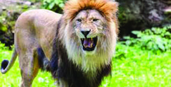 Boy mauled to death in Visavadar forest range, attack by lioness suspected