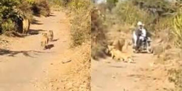 Lion cub separated from its pride dies in Gir forest in Amreli district