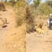 Lion cub separated from its pride dies in Gir forest in Amreli district