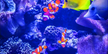 Scientists discover new family of bony fish in western ghats