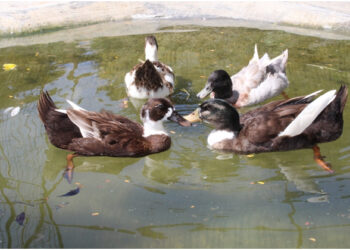 Sugar Rush Outdoors & Qi to Happiness nurture animals and birds in the lap of Mother Nature