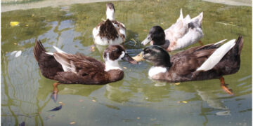 Sugar Rush Outdoors & Qi to Happiness nurture animals and birds in the lap of Mother Nature