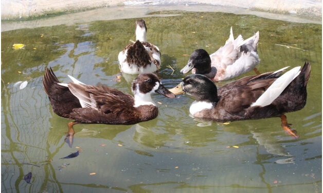 Sugar Rush Outdoors & Qi to Happiness nurture animals and birds in the lap of Mother Nature