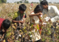1.3 lakh child labourers sweat it out in cottonseed farms of Gujarat: NGO