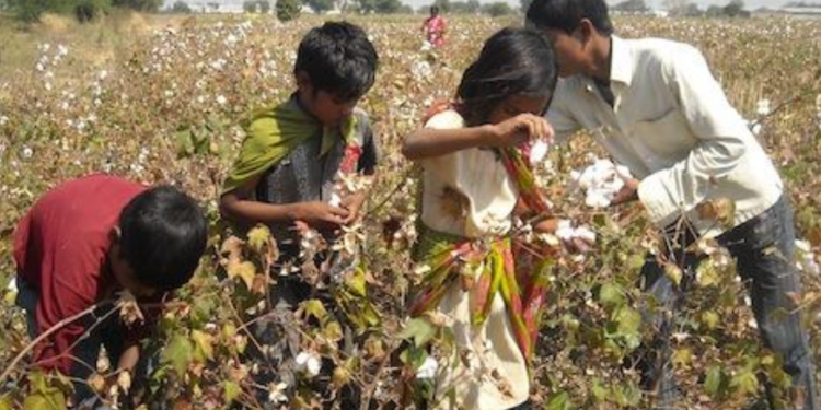 1.3 lakh child labourers sweat it out in cottonseed farms of Gujarat: NGO