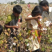 1.3 lakh child labourers sweat it out in cottonseed farms of Gujarat: NGO