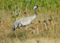 What tracking a crane’s migration journey between Gujarat and Russia tells us about avian conservation