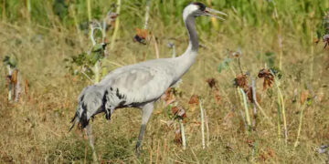 What tracking a crane’s migration journey between Gujarat and Russia tells us about avian conservation
