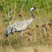 What tracking a crane’s migration journey between Gujarat and Russia tells us about avian conservation