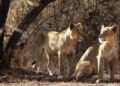 Lion cub found dead in Dedakdi range of Gir forest
