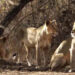 Lion cub found dead in Dedakdi range of Gir forest