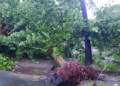 Cyclone Nivar impact: Heavy rains batter Puducherry, trees uprooted in several areas