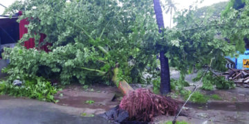 Cyclone Nivar impact: Heavy rains batter Puducherry, trees uprooted in several areas