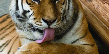 MP loses 26 tigers in 2020; govt says birth rate more than deaths