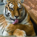 MP loses 26 tigers in 2020; govt says birth rate more than deaths