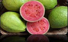Problem of plenty: MP farmers dump guavas in garbage vehicle as prices crash