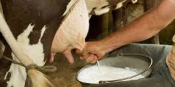 Certificate of export worthiness mandatory for shipment of milk, milk products