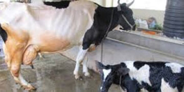 NDDB Dairy Services develops indigenous sex-sorted semen technology