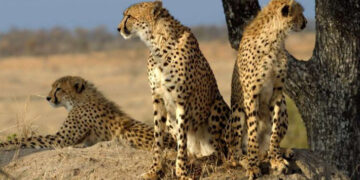 WII experts evaluate sites in MP for cheetah reintroduction
