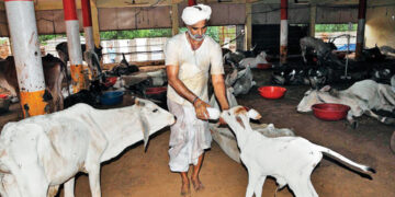 Karnataka Minister to travel to Model State of Gujarat, UP to study implementation of anti-cow slaughter law