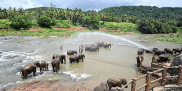 Lanka records highest elephant deaths in world