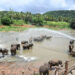 Lanka records highest elephant deaths in world
