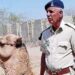 Gujarat police have biggest reserve of 574 animals for security service