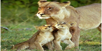 Lion mauls teenage girl to death in Junagadh district