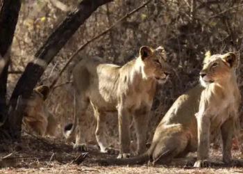 Boy among two held for chasing, scaring lions away in Gir