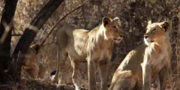 Boy among two held for chasing, scaring lions away in Gir