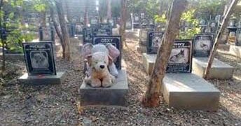Public crematorium for dogs: Priest to perform rituals; ashes to be stored for 15 days, says SDMC official