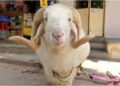 Madgyal sheep named after ‘Modi’ gets offer of Rs 70 lakh in Maharashtra