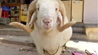 Madgyal sheep named after ‘Modi’ gets offer of Rs 70 lakh in Maharashtra