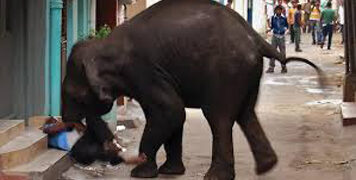 75-year old man trampled to death by elephant in Kovai