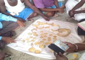 Villagers strike gold during ‘Chola period’ Lord Shiva temple renovation at Uthiramerur in TN