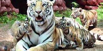 Wildlife preservation: Reliance develops mega zoo on 250 acres in Jamnagar