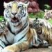 Wildlife preservation: Reliance develops mega zoo on 250 acres in Jamnagar