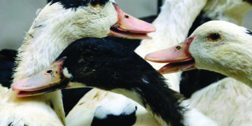 Bird flu in Kerala: TN steps up monitoring, precautionary measures along borders